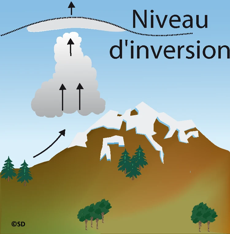 pileus
